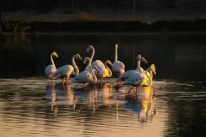 Photos of Flamingo Lake Dubai